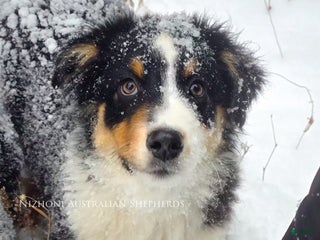 Australian Shepherd dogs Echo - Ad 25