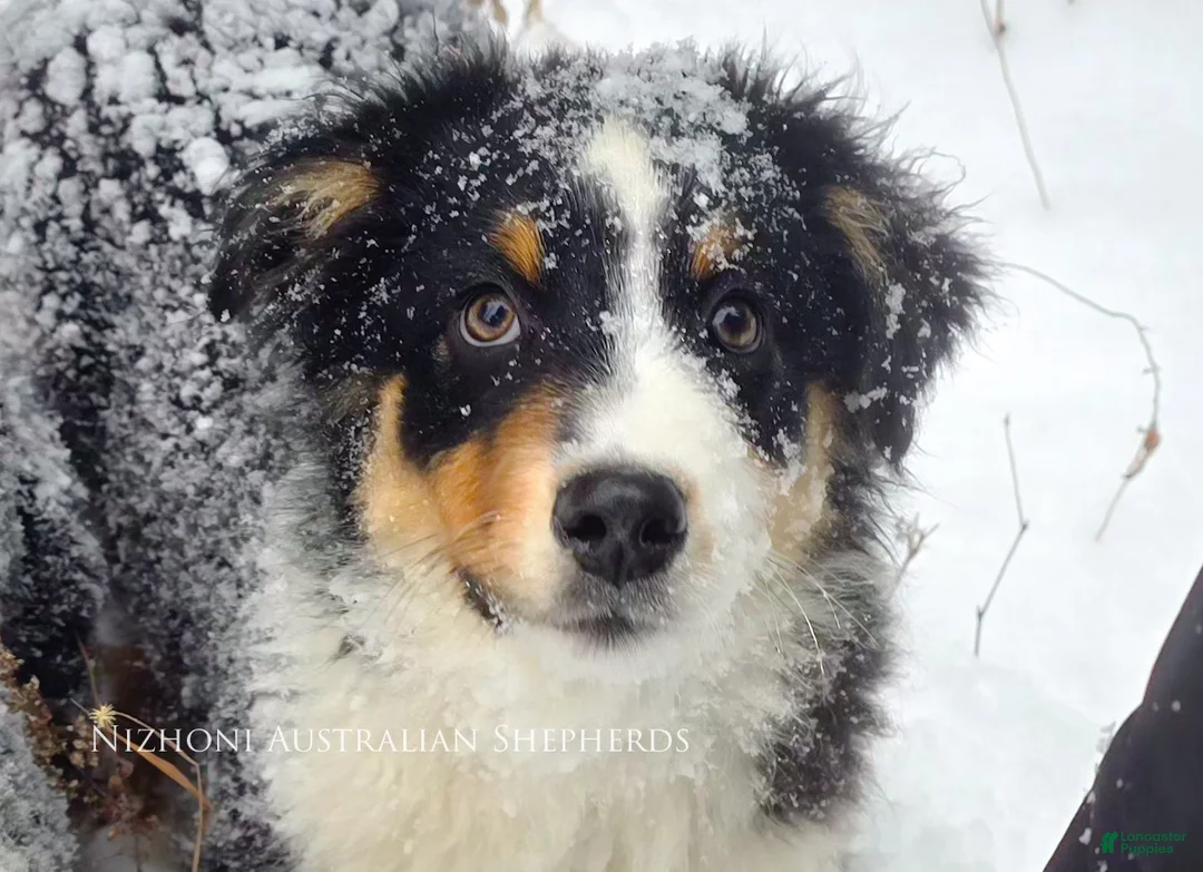 Australian Shepherd dogs for sale: Echo - Ad 1