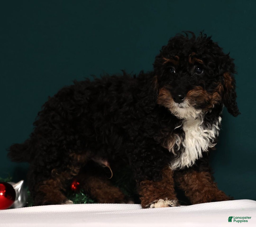 Mini Bernedoodle dogs for sale: Almond - Ad 9