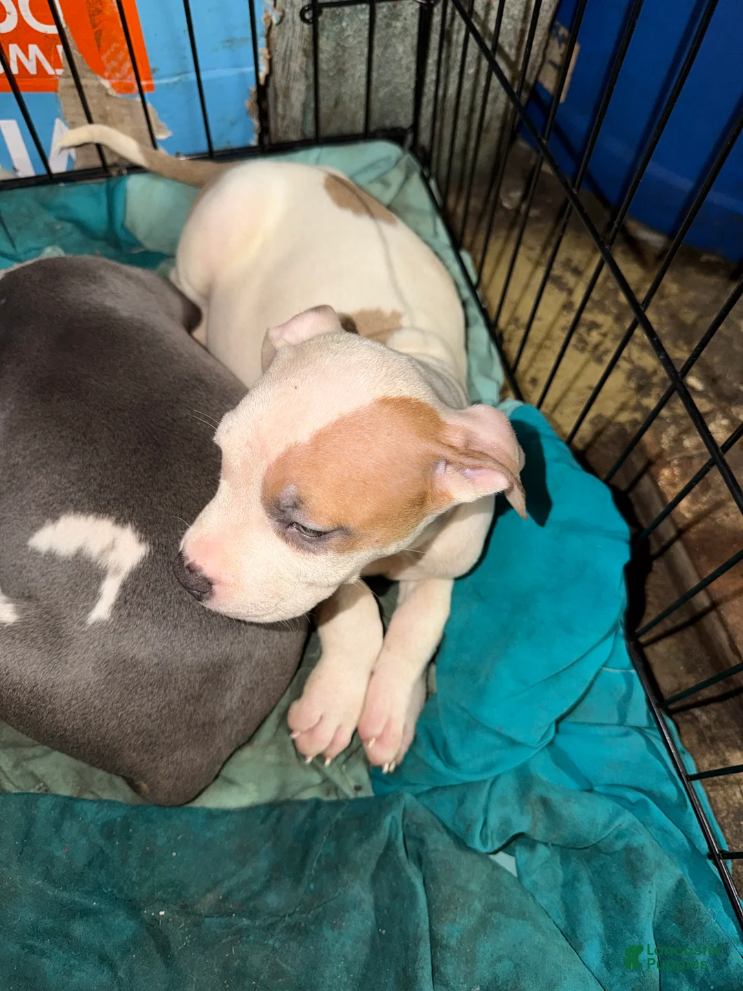 American Bully dogs for sale: American bully 9 - Ad 1