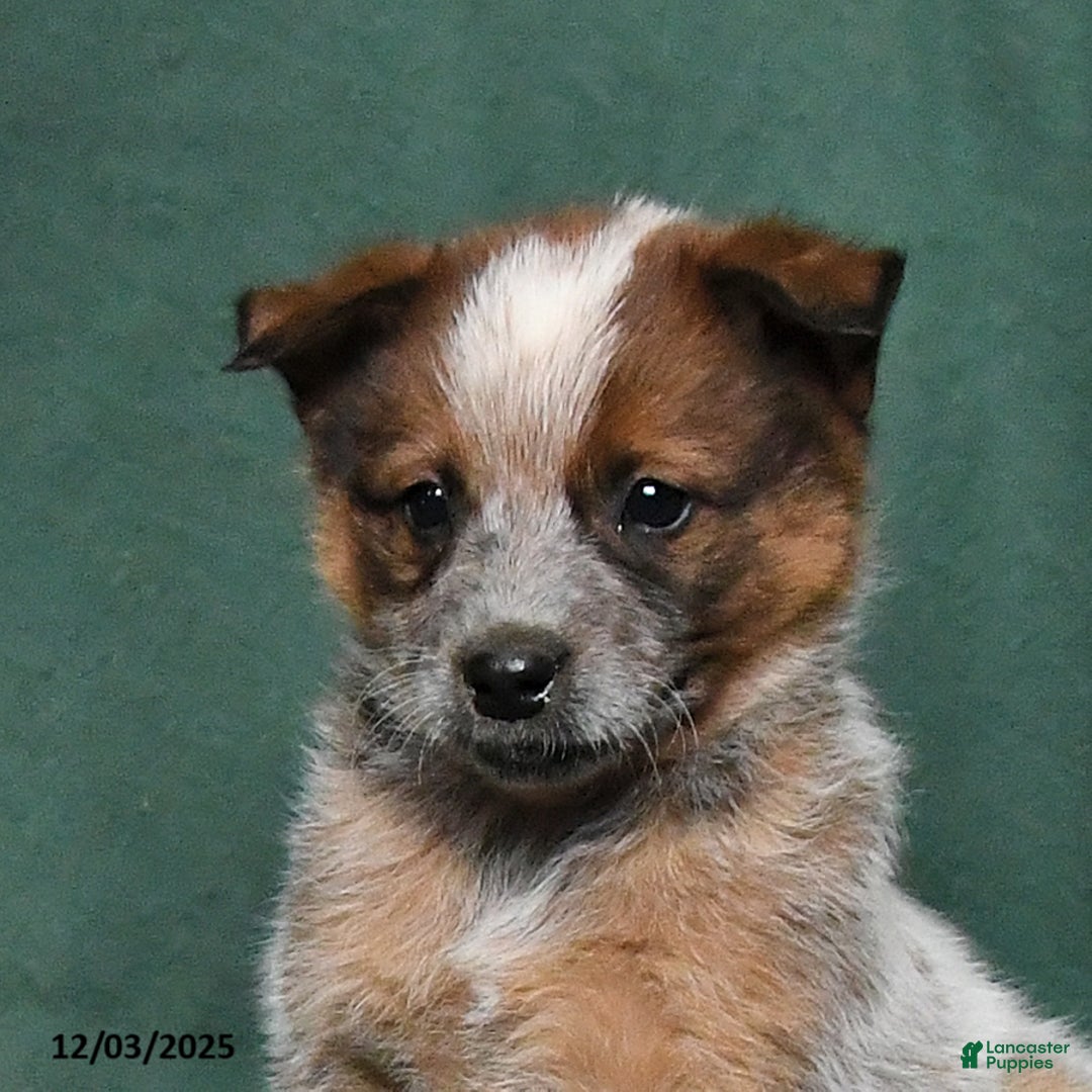 Australian Cattle Dog dogs for sale: Otto - Ad 2