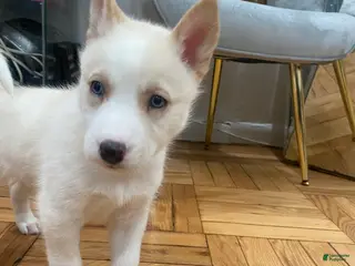 Siberian Husky dogs Caramel - Ad 27