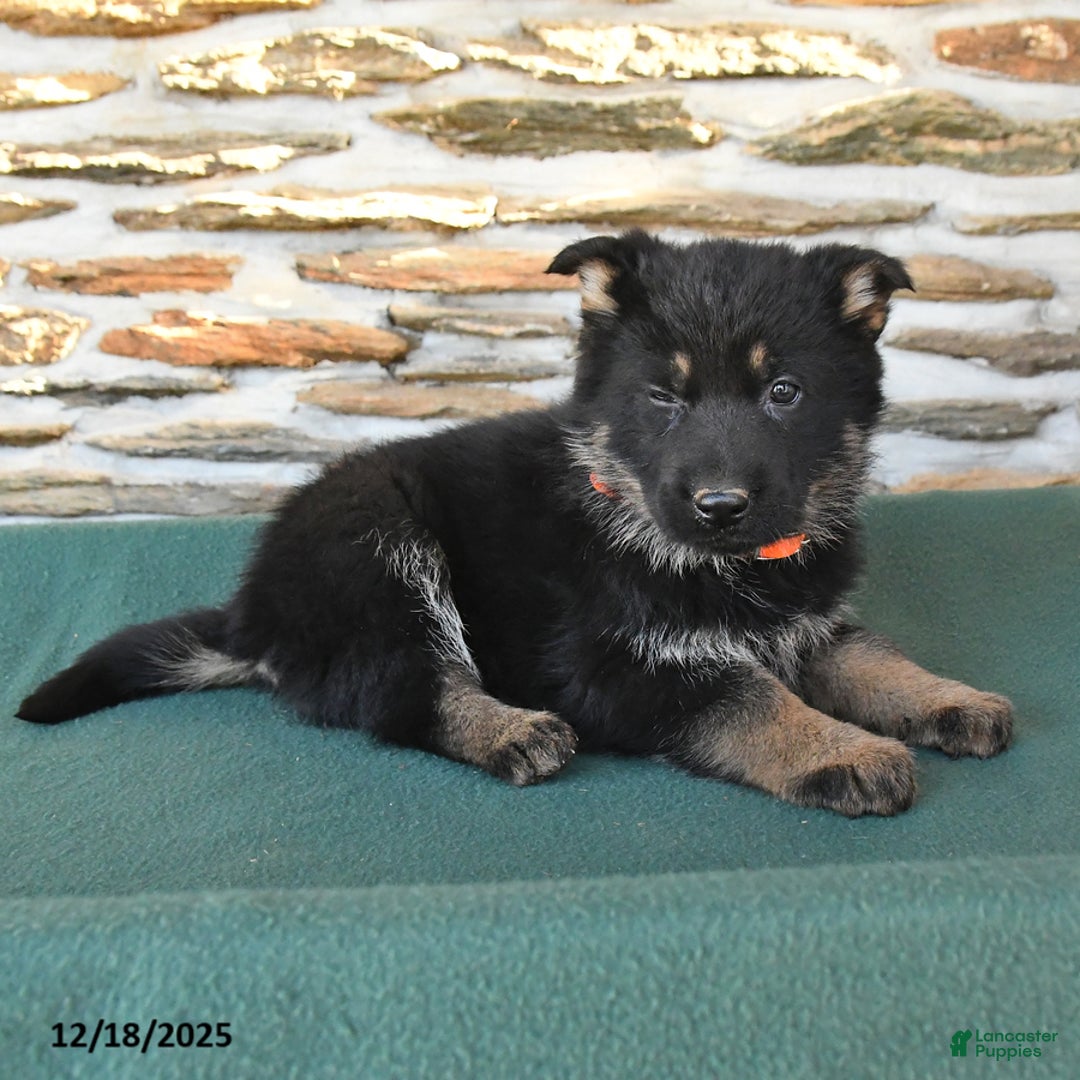 German Shepherd dogs for sale: Mandy - Ad 3