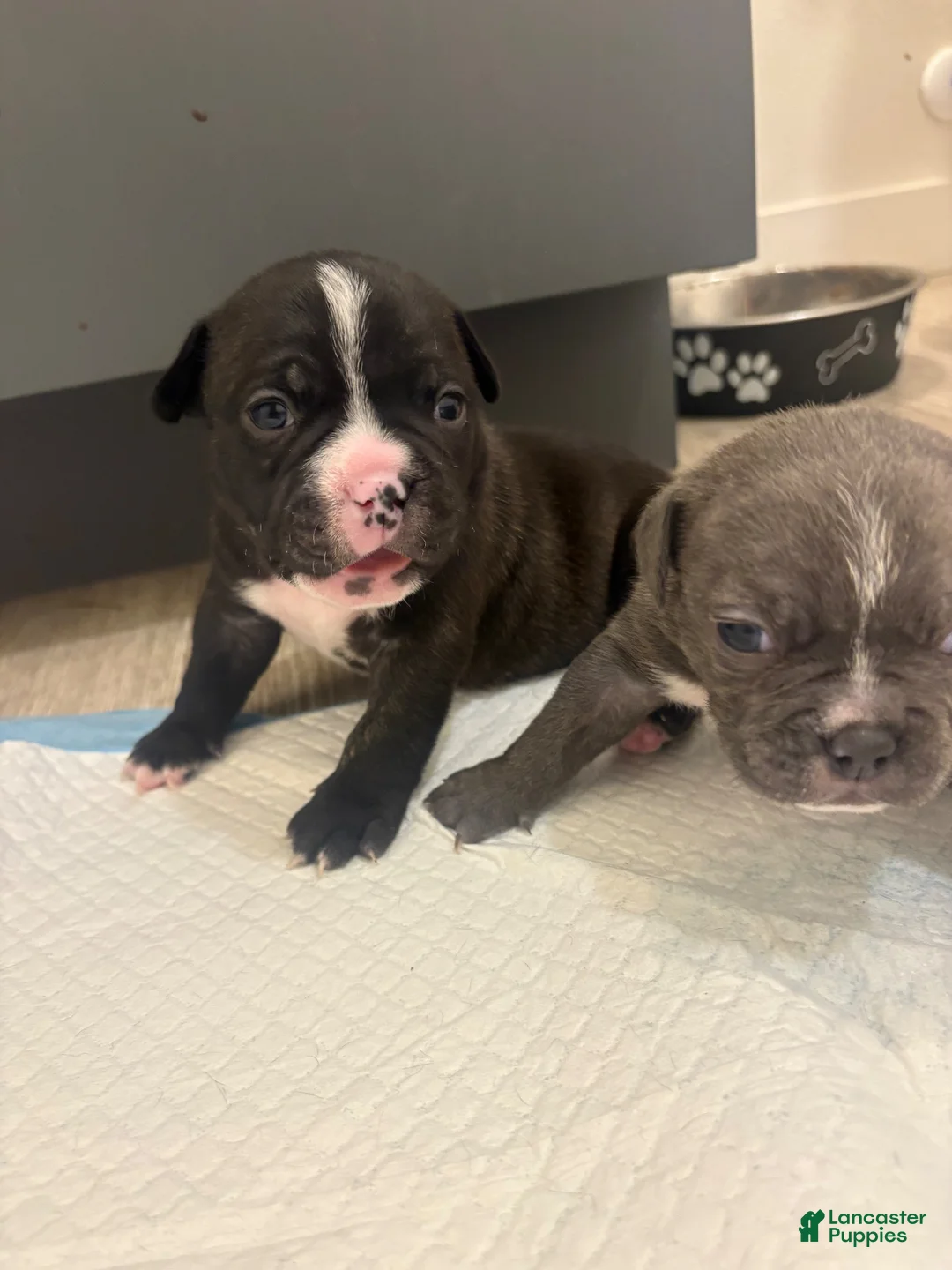 Mixed Breed dogs for sale: Mixed Breed 3 - Ad 1