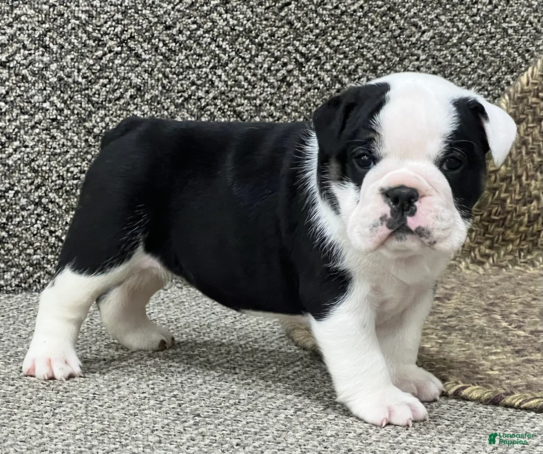 English Bulldog dogs for sale: Daisy - Ad 2