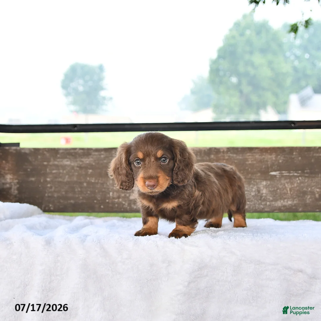 Miniature Dachshund dogs for sale: Prince   - Ad 2