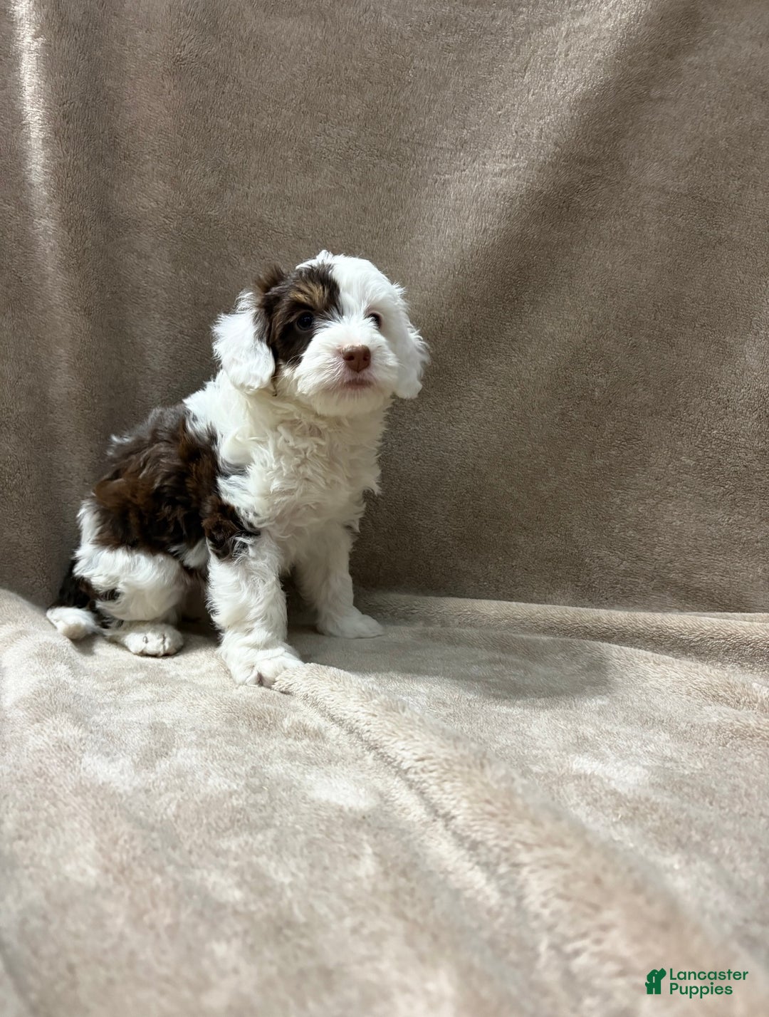 Bernedoodle dogs for sale: Oakley - Ad 2
