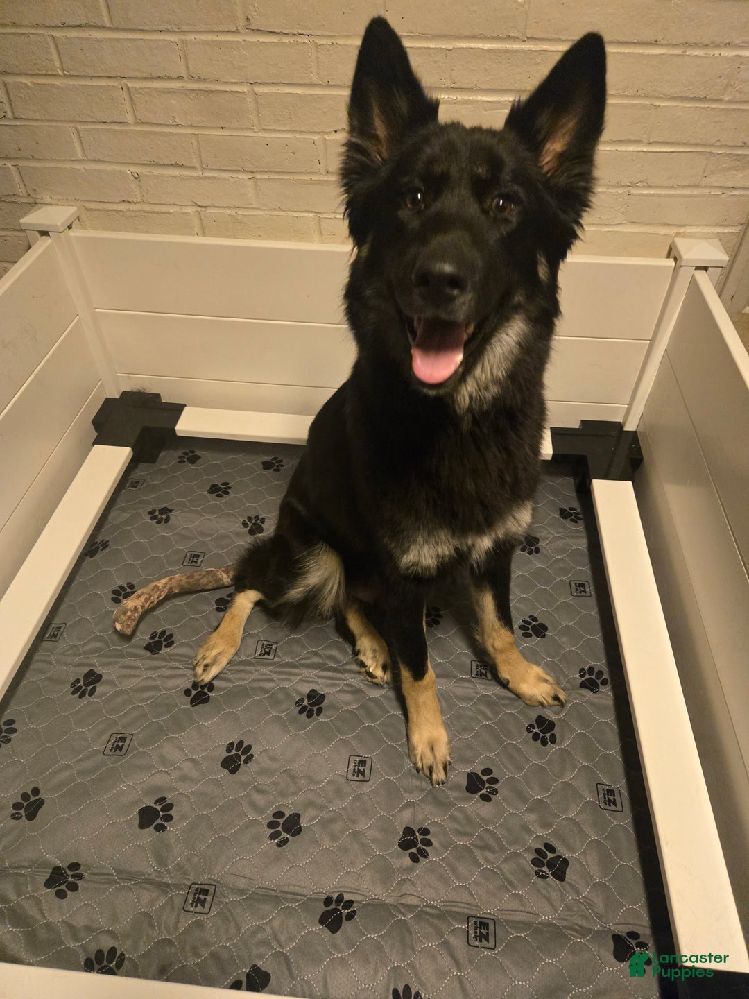 Gerberian Shepsky dogs for sale: 5 Yellow - Ad 4