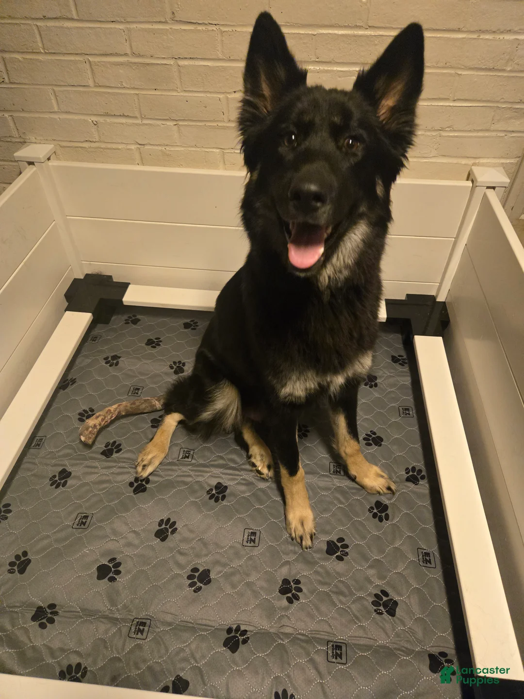 Gerberian Shepsky dogs for sale: 6 Red - Ad 13