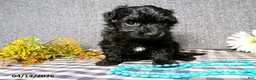 Havapoo dogs for sale: Benji - Ad 5