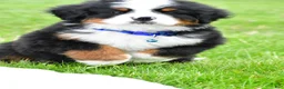 Bernese Mountain Dog dogs for sale: Robby - Ad 6