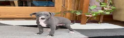 Italian Greyhound dogs for sale: JJ - Ad 4