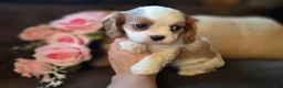 Cavalier King Charles Spaniel dogs for sale: Daphne - Ad 1
