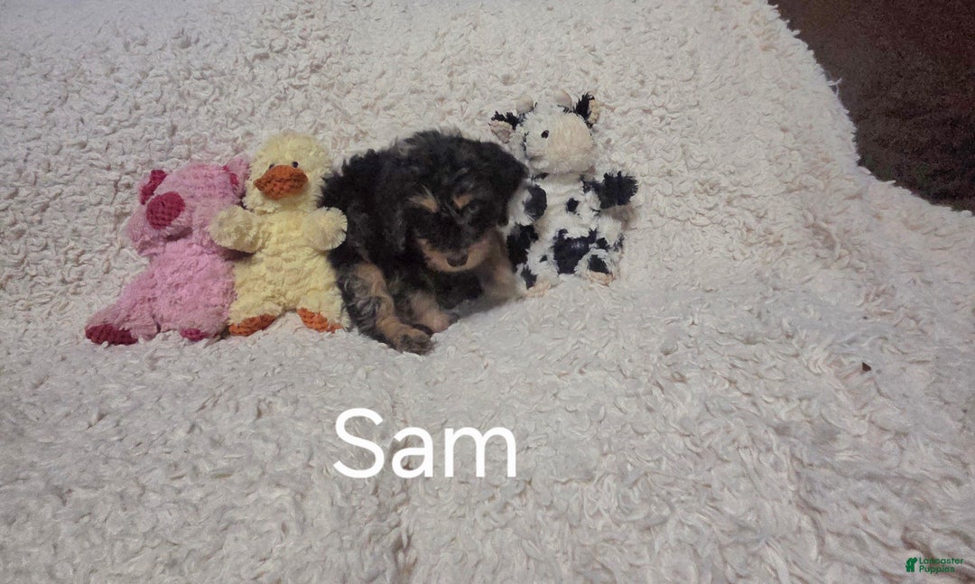 Cockapoo dogs for sale: Sam - Ad 6