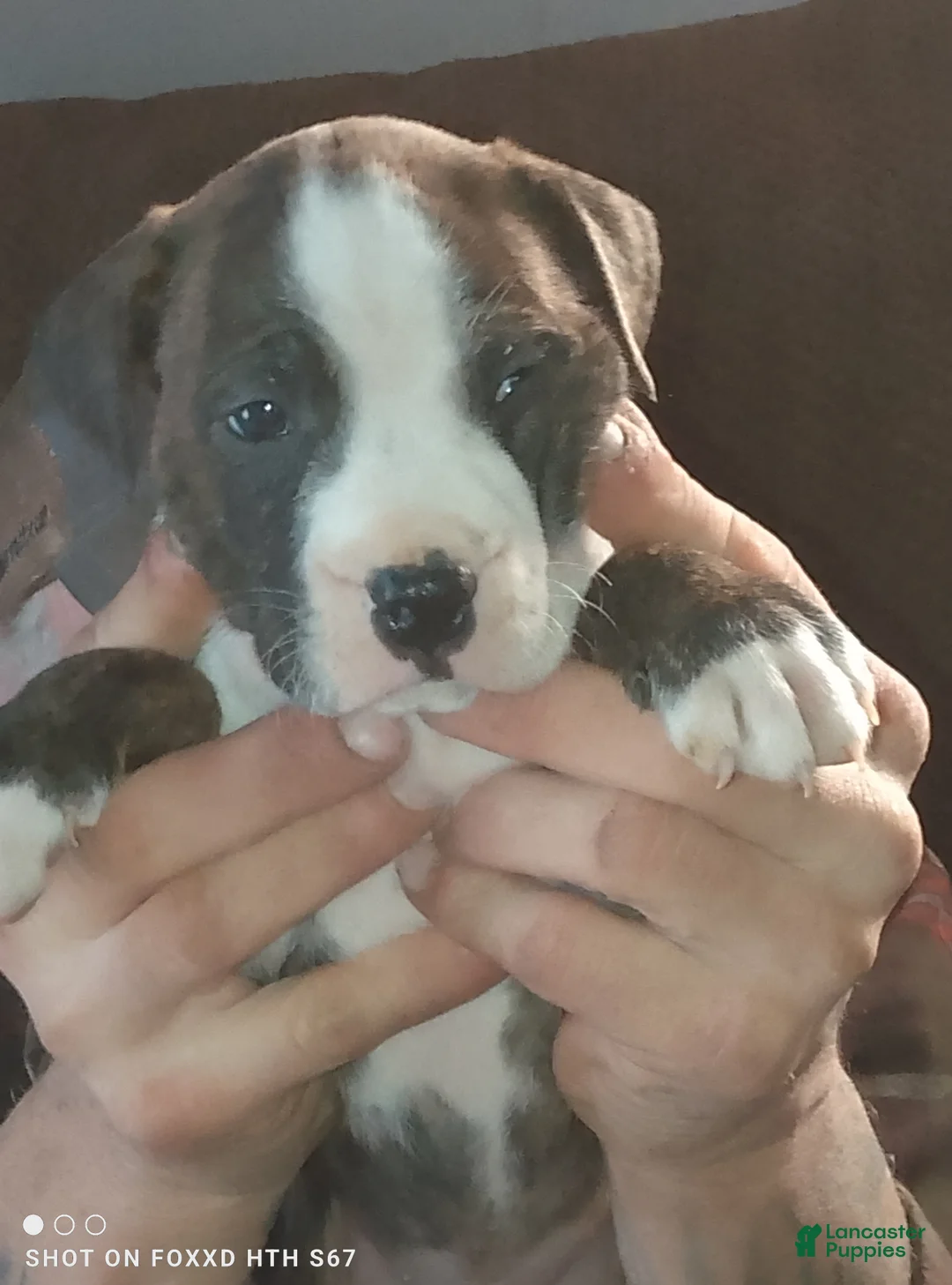 American Pit Bull Terrier dogs for sale: American Pit Bull Terrier Puppy 3 - Ad 1