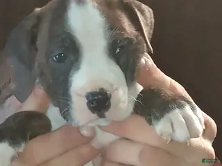 American Pit Bull Terrier dogs American Pit Bull Terrier Puppy 3 - Ad 8