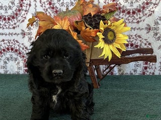 Cocker Spaniel dogs - Ad 37