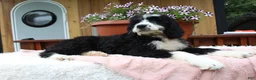 Bernedoodle dogs for sale: Ava - Ad 6