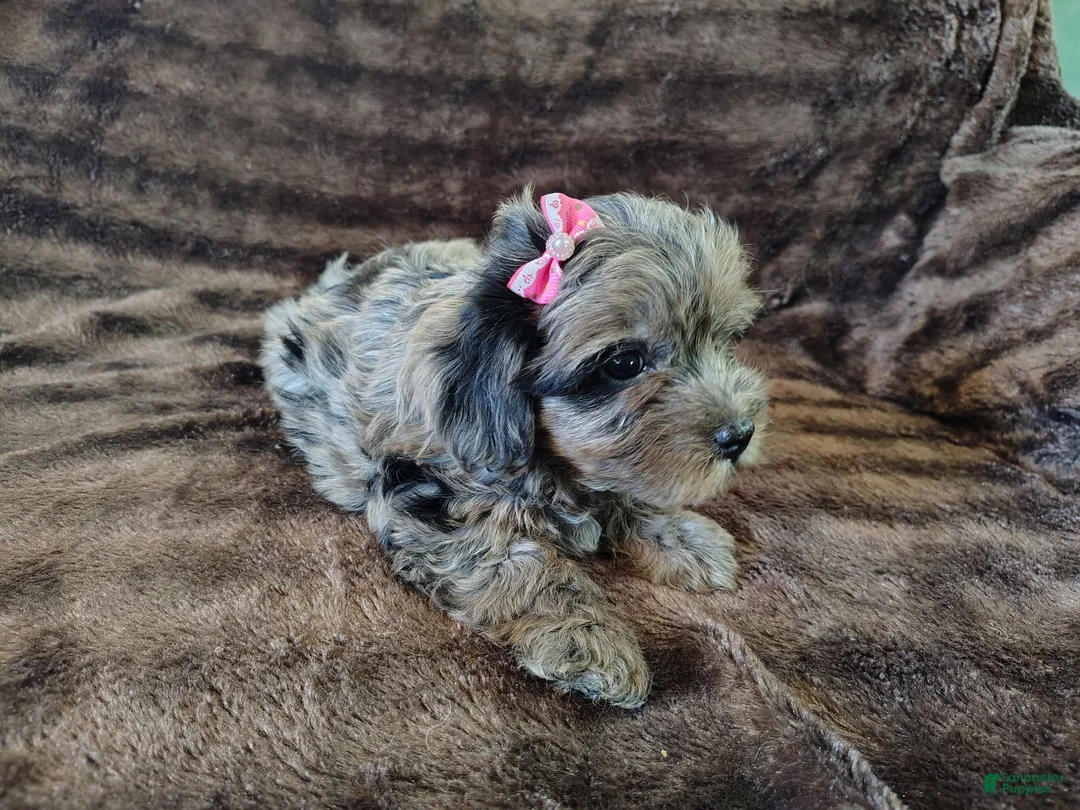 Yorkshire Terrier dogs for sale: Blue beauty - Ad 15