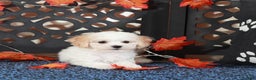 Bichpoo dogs for sale: Lily-Darling little Female Poochon - Ad 1