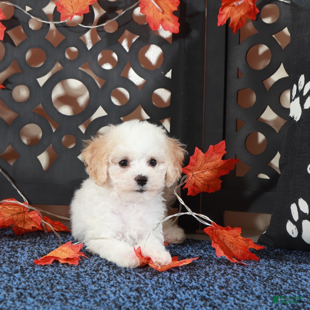 Bichpoo dogs for sale: Lily-Darling little Female Poochon - Ad 1