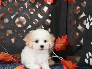 Bichpoo dogs Lily-Darling little Female Poochon - Ad 39