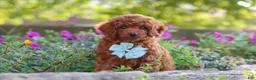 Miniature Poodle dogs for sale: Jude - Ad 5