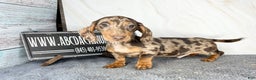 Miniature Dachshund dogs for sale: Rianna dappleShow boy - Ad 7