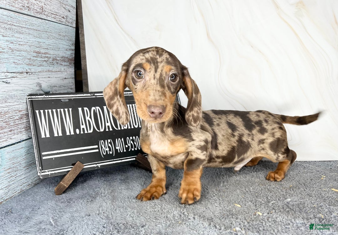 Miniature Dachshund dogs for sale: Rianna dappleShow boy - Ad 7