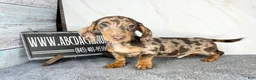 Miniature Dachshund dogs for sale: Rianna dappleShow boy - Ad 35