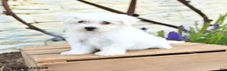 Mixed Breed dogs for sale: Opal - Ad 4
