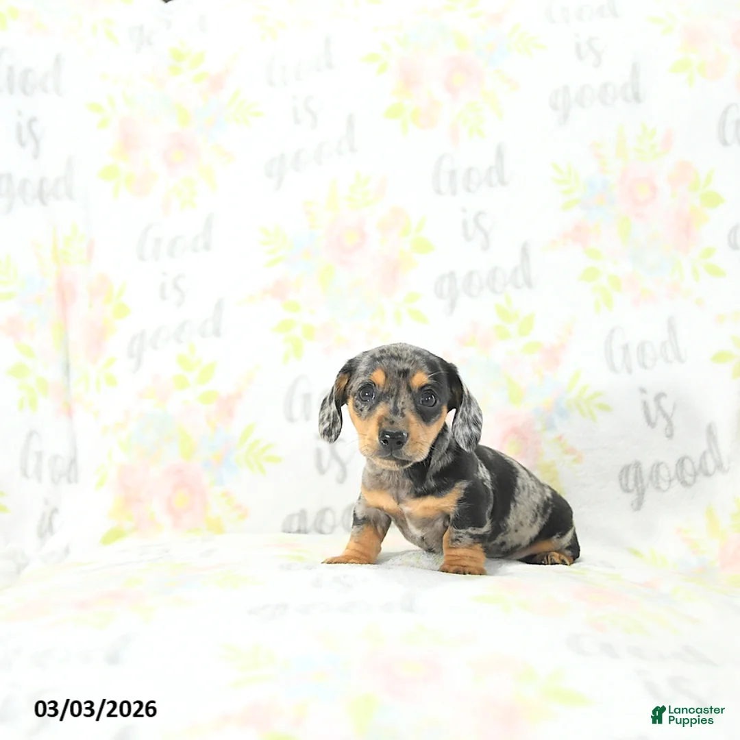 Miniature Dachshund dogs for sale: Izaak - Ad 1