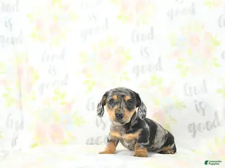 Miniature Dachshund dogs for sale: Izaak - Ad 2
