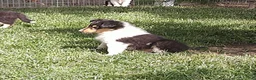 Collie dogs for sale: Agnes - Ad 1