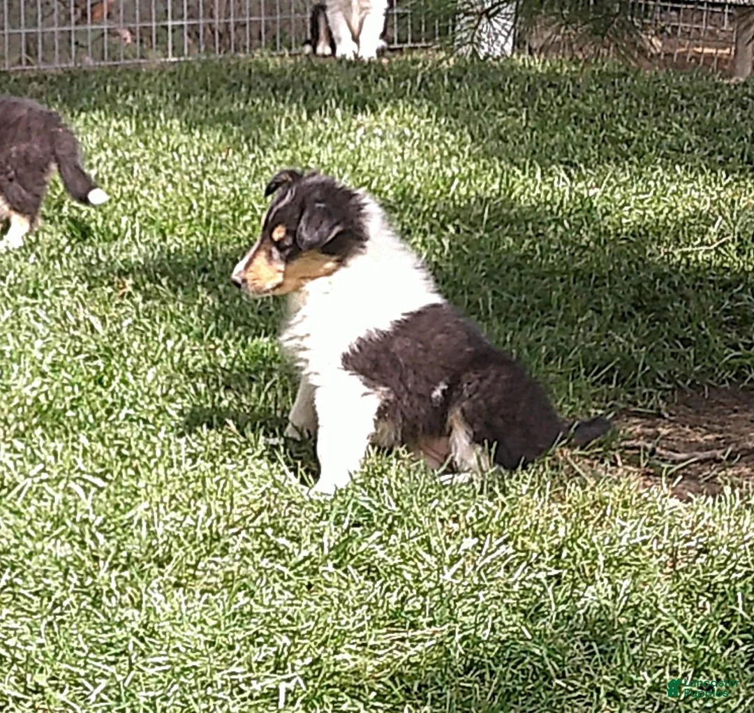 Collie dogs for sale: Agnes - Ad 1