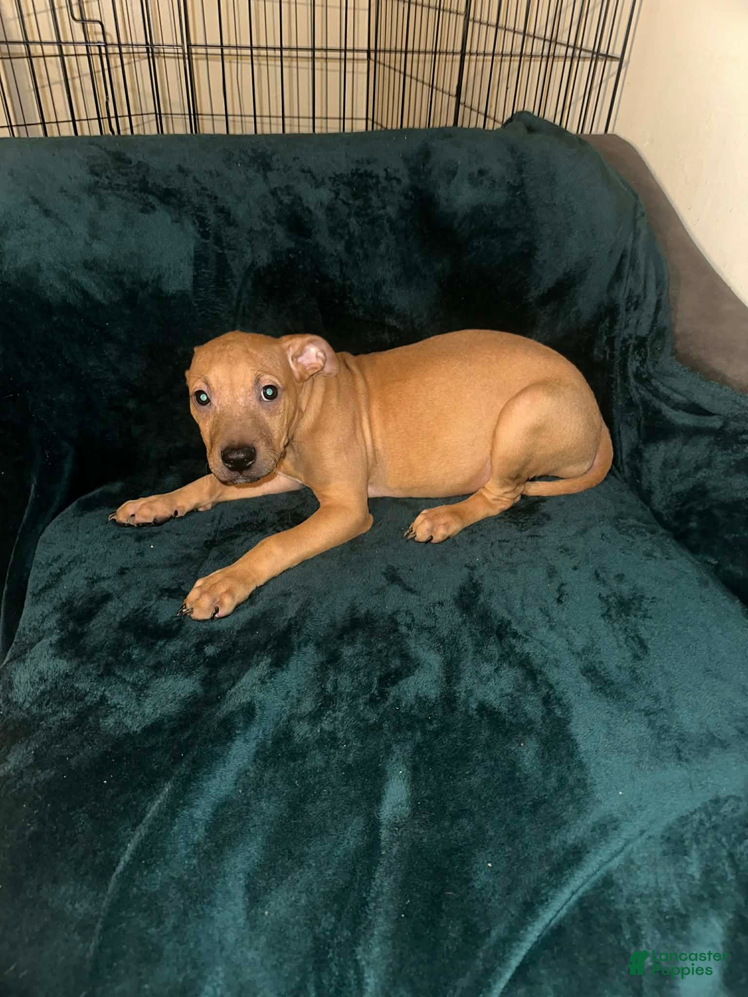 American Staffordshire Terrier dogs American Staffordshire Terrier 4 - Ad 4