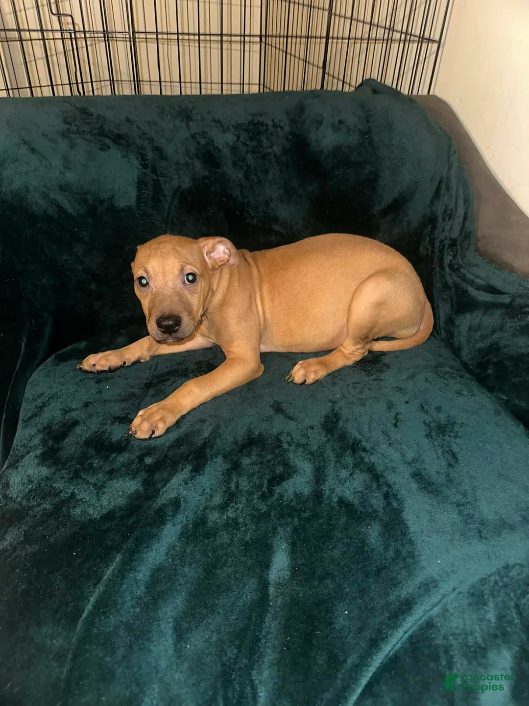 American Staffordshire Terrier dogs for sale: American Staffordshire Terrier 4 - Ad 1