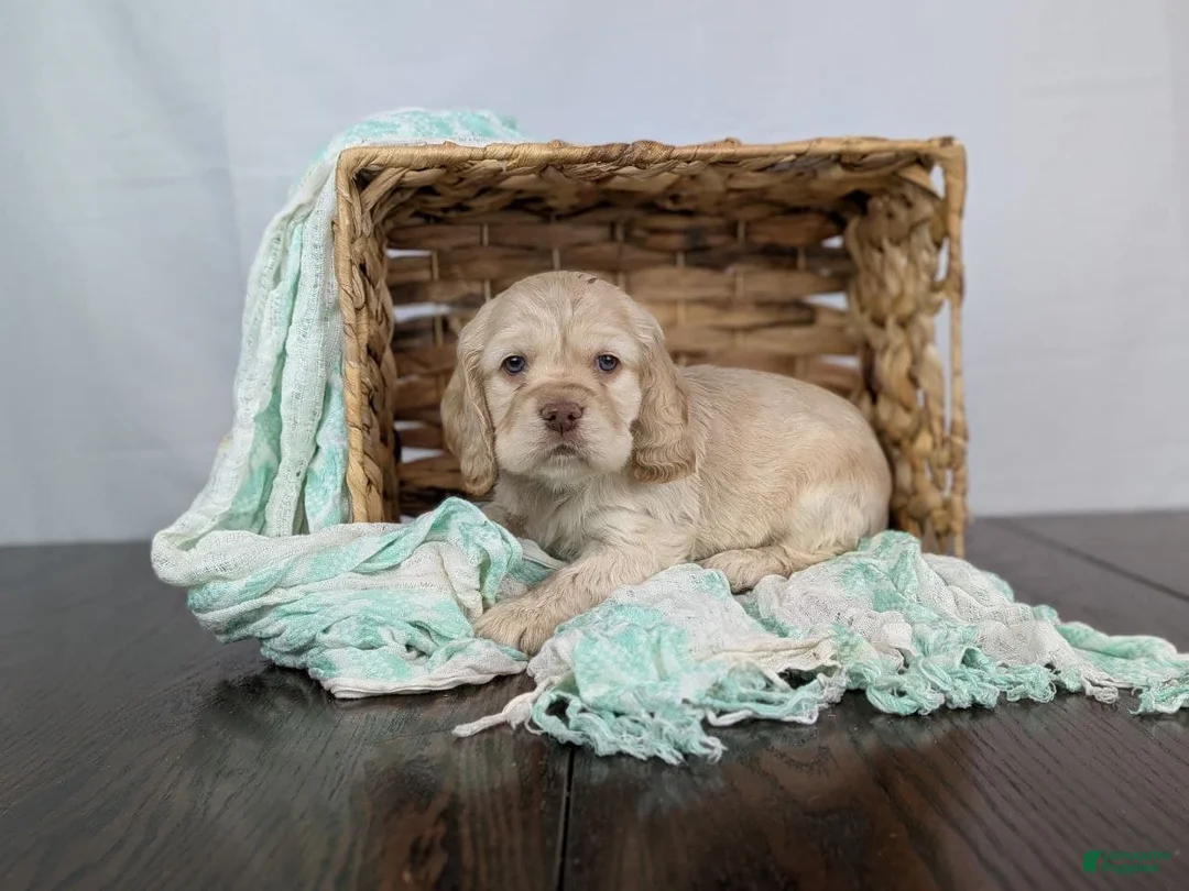 Cocker Spaniel dogs for sale: Cocker Spaniel Puppy 1 - Ad 5
