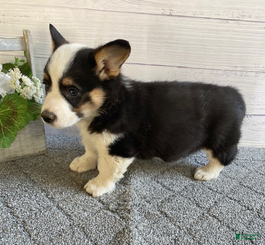 Welsh Corgi Pembroke dogs for sale: Polly - Ad 2