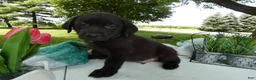 Sheprador dogs for sale: Sheprador 4 Sargent - Ad 3