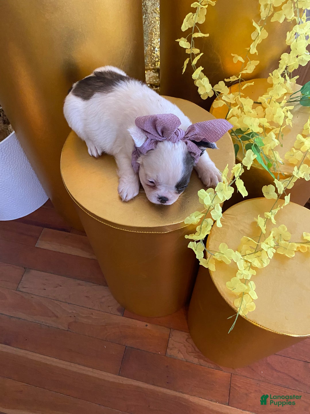 French Bulldog dogs for sale: Sage  - Ad 12