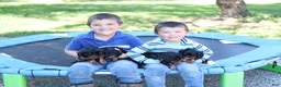 Cavalier King Charles Spaniel dogs for sale: Max - Ad 9