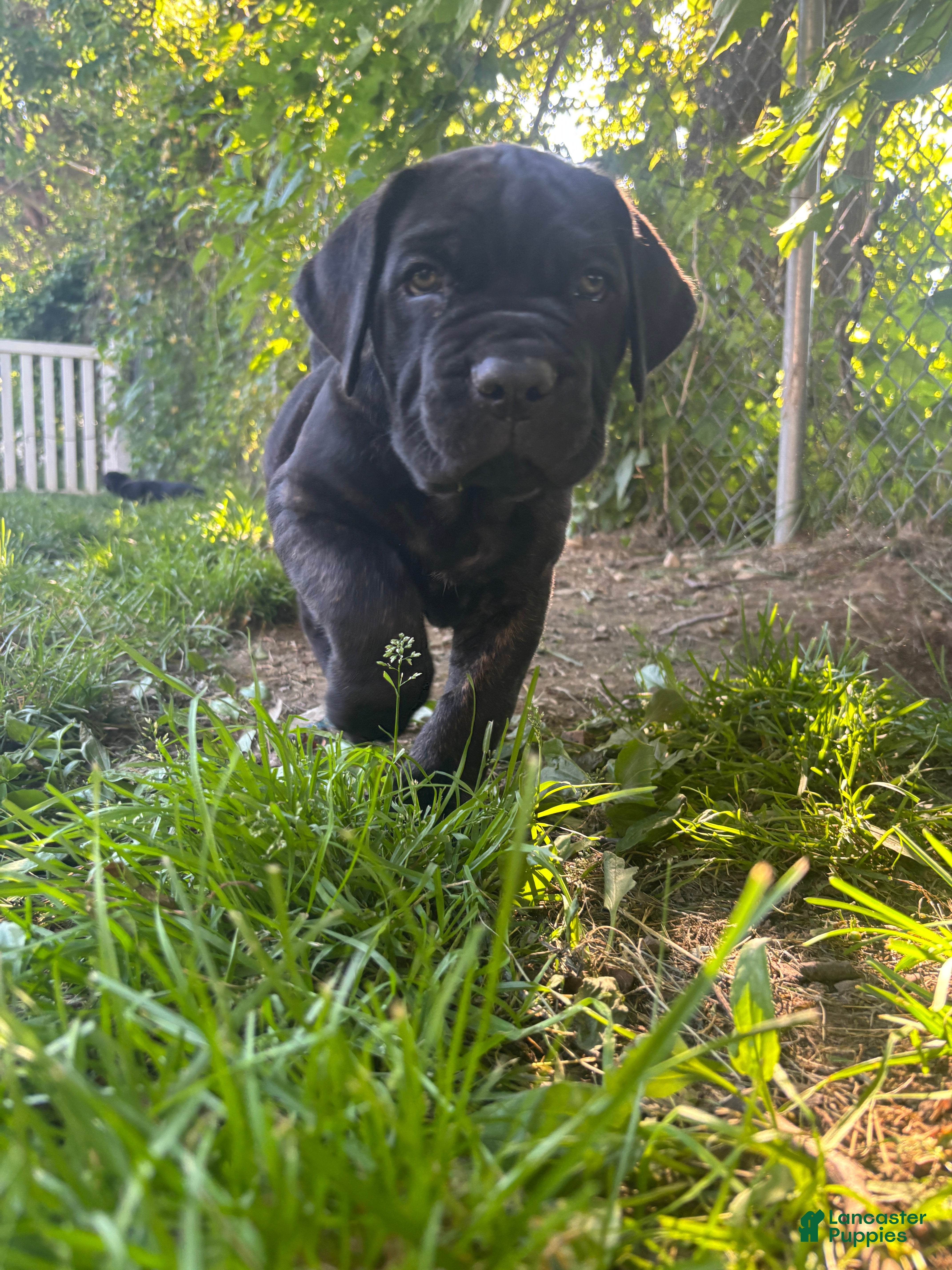 Cane Corso dogs Cane Corso Puppy 2 - Ad 33