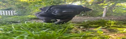 Cane Corso dogs for sale: Cane Corso Puppy 2 - Ad 1