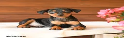 Miniature Pinscher dogs for sale: Chase - Ad 4