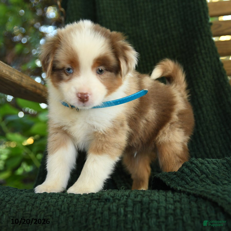 Miniature Australian Shepherd dogs Ash  - Ad 1