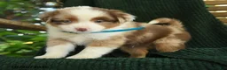 Miniature Australian Shepherd dogs for sale: Ash  - Ad 1