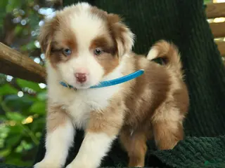 Miniature Australian Shepherd dogs Ash - Ad 1