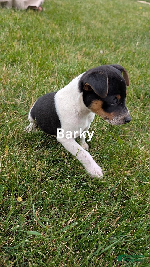 Rat Terrier dogs Barky - Ad 2