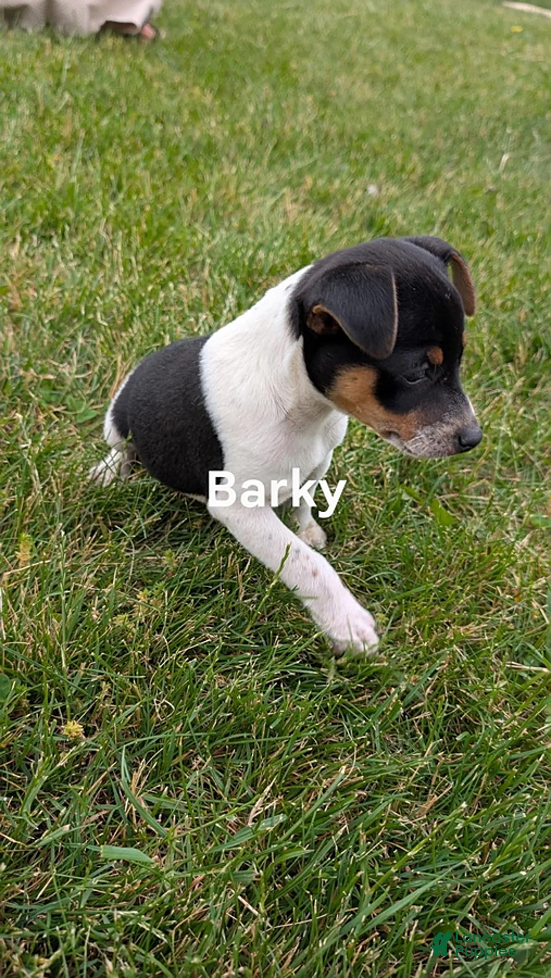 Rat Terrier dogs for sale: Barky - Ad 2